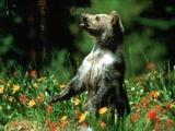 Un orso che si guarda intorno spaesato