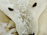 Un orso bianco che dorme paificamente..... forse