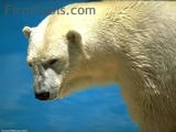 Un orso bianco con tanta fame