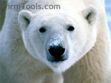 Un orso bianco visto da vicino vicino...