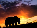 Sempre un orso sul viale del tramonto....